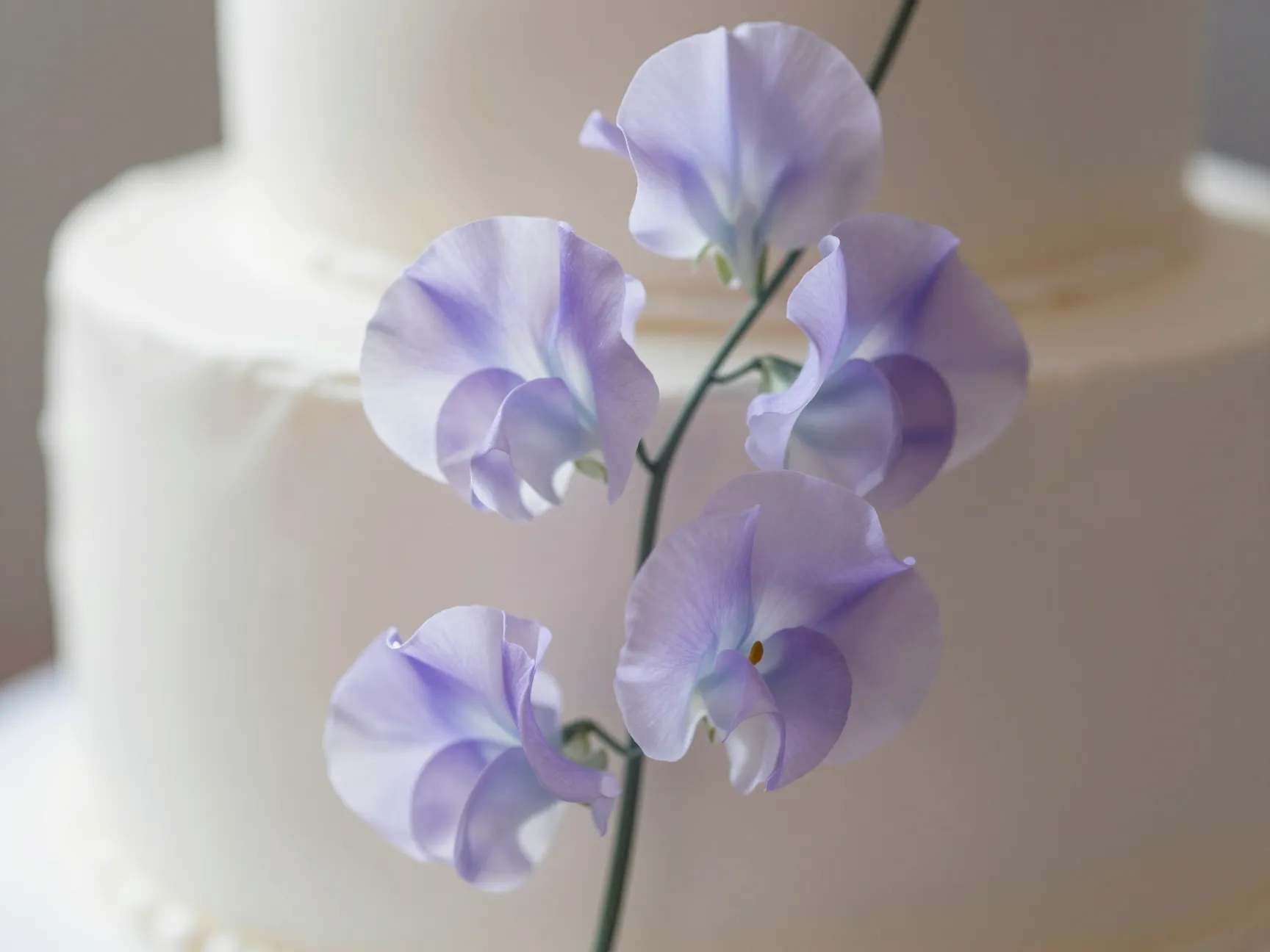 The sweet pea