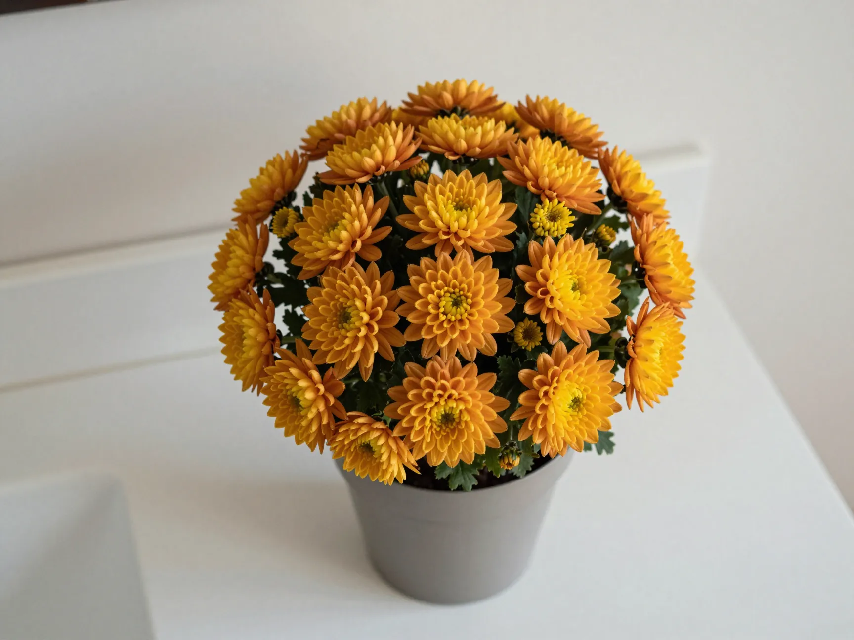 Mums in flower pot