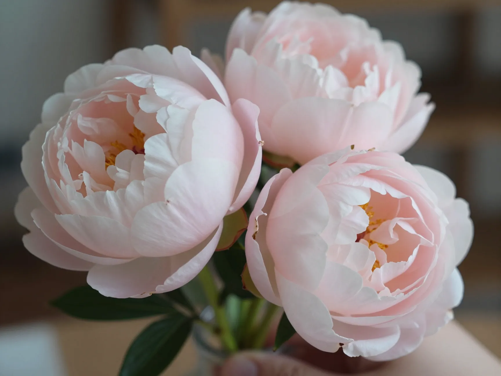 1 choose real touch blooms in botanically accurate varieties