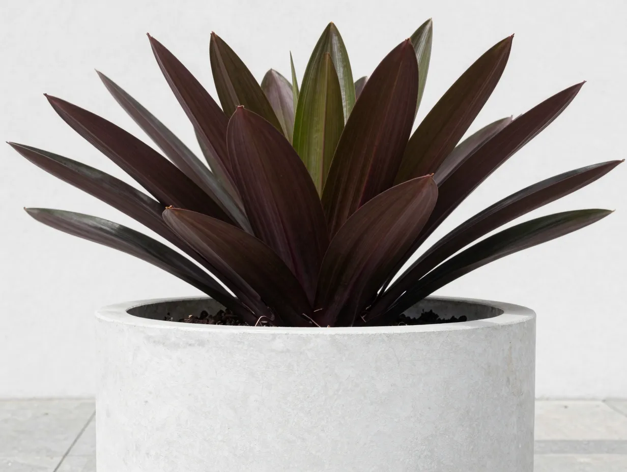 1 phormium new zealand flax