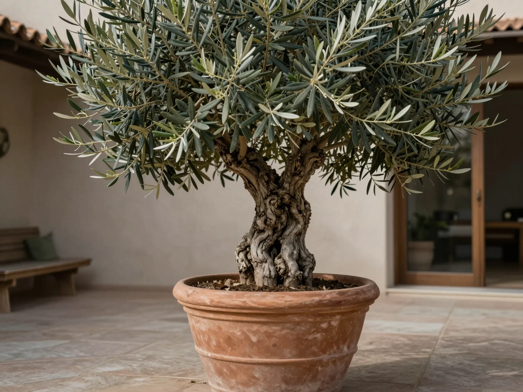 4 olive tree olea europaea