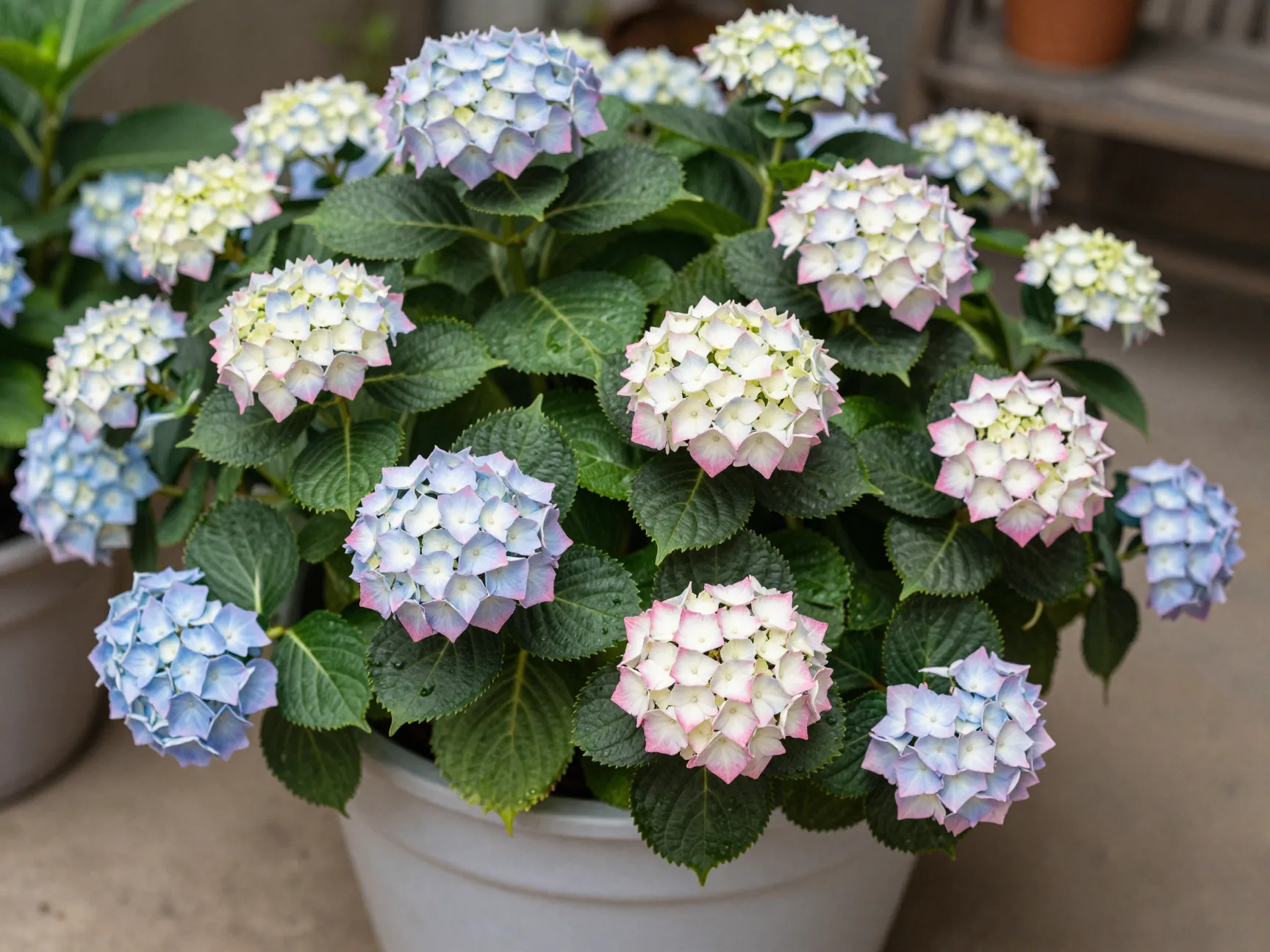 5 hydrangea