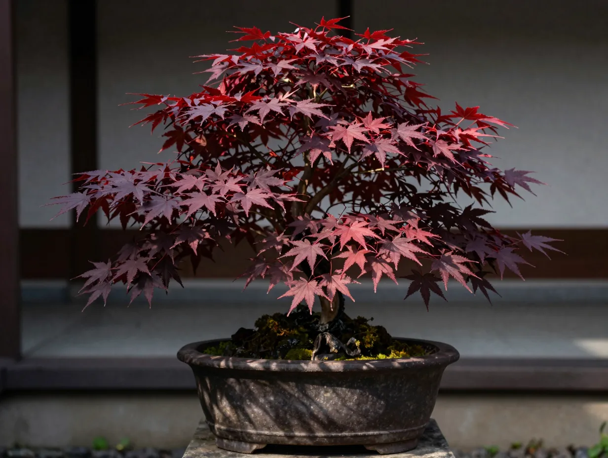 6 japanese maple acer palmatum