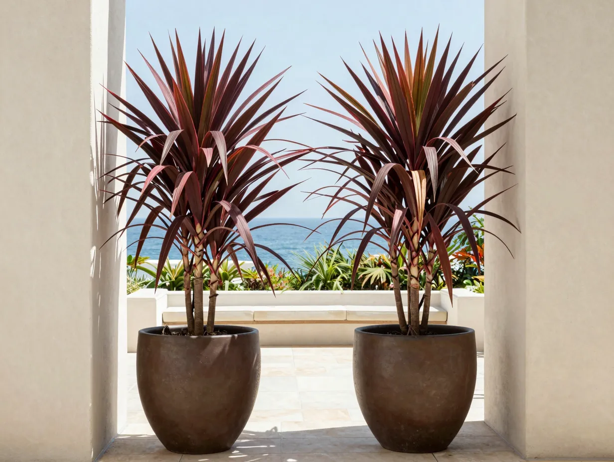 8 cordyline cabbage palm