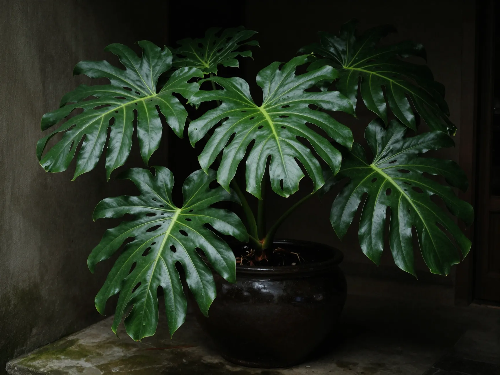 9 fatsia japonica japanese aralia