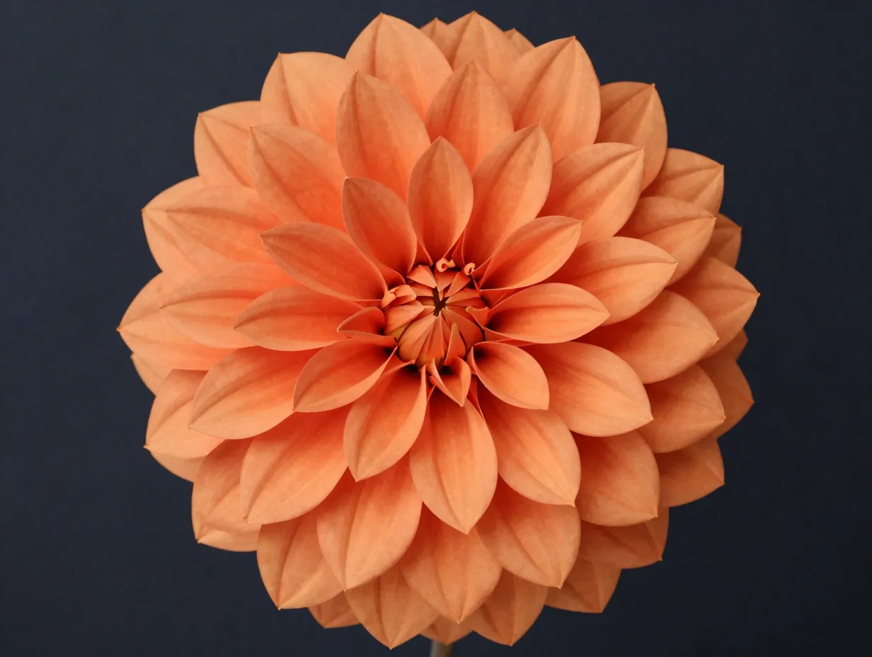 Oversized dahlia