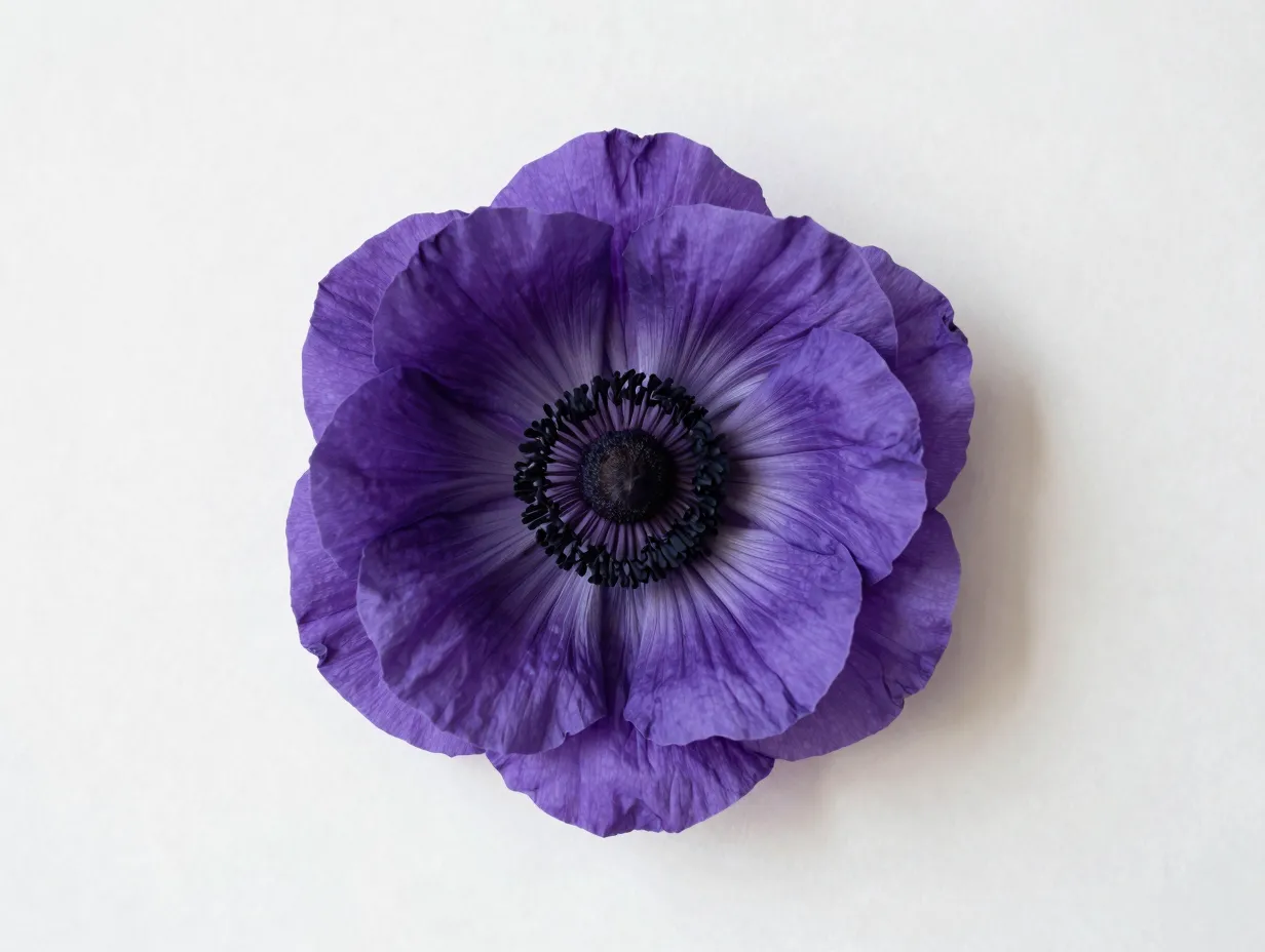 Oversized paper anemone