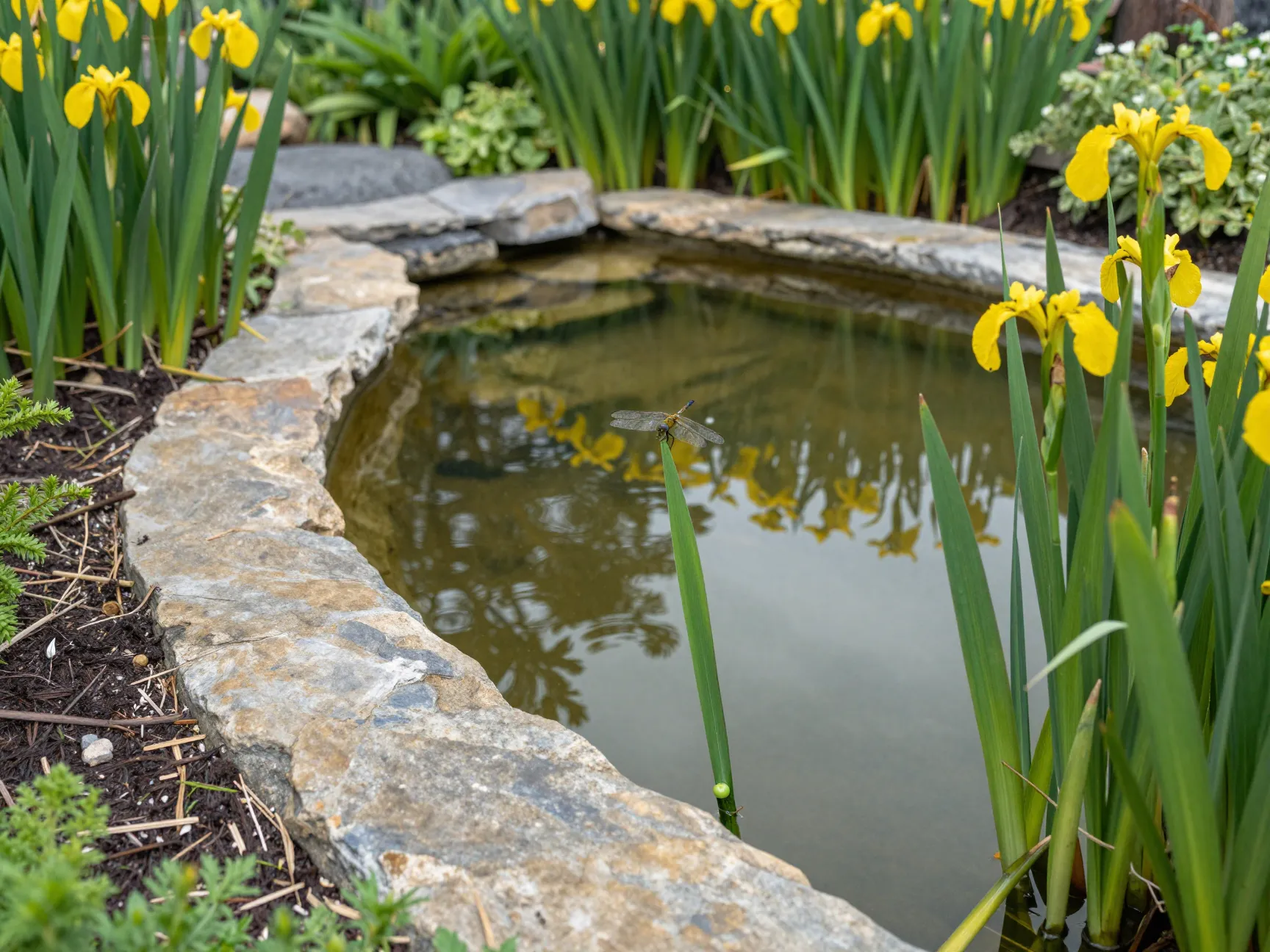 Wildlife pond