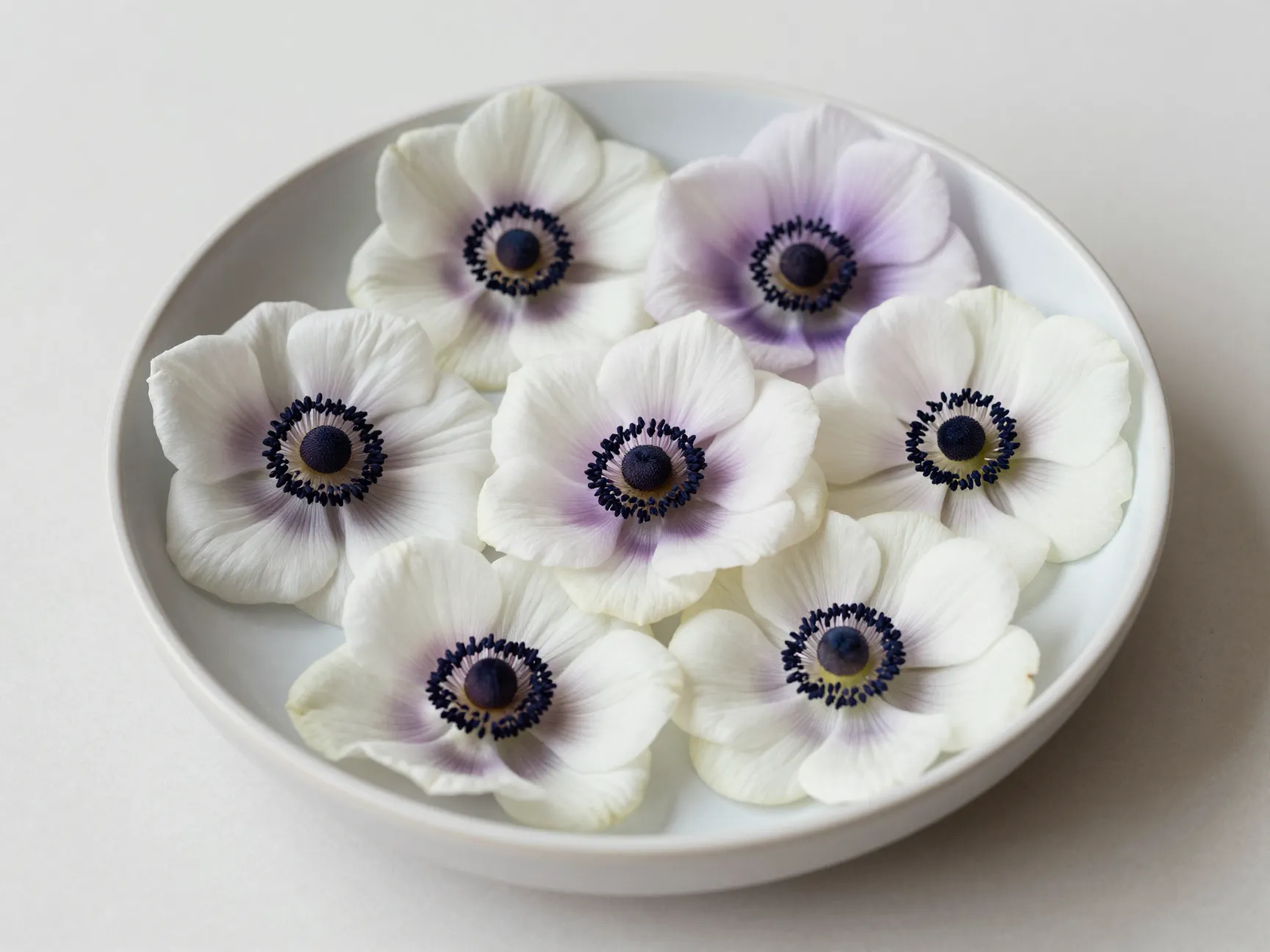 Anemone