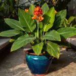 9 Large Potted Plants for Outdoor Spaces That Make a Major Statement