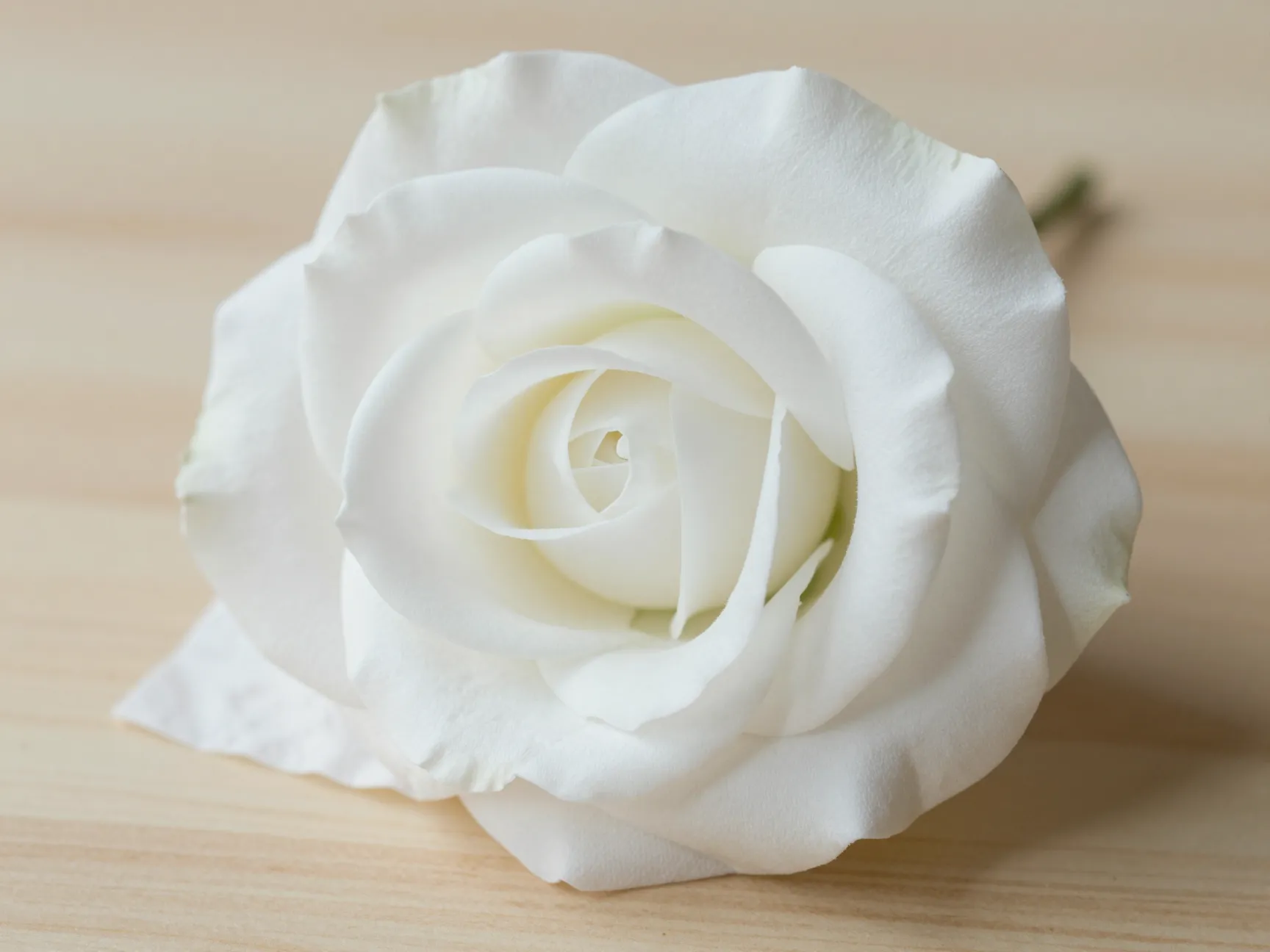 Read more about the article 9 Whimsical Toilet Paper Flowers For A Quick Craft Fix